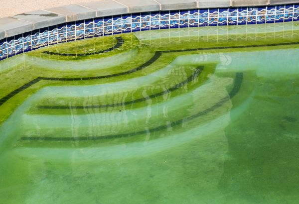 Cost of Pool Deck Algae Removal in Downingtown